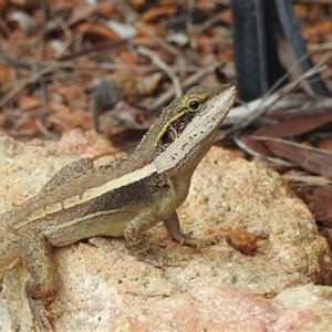 Unidentified Dragon at Jabiru, NT - 7 Feb 2025 by HelenCross