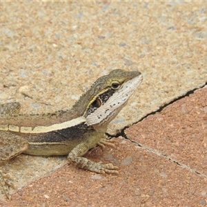 Tropicagama temporalis at suppressed - suppressed