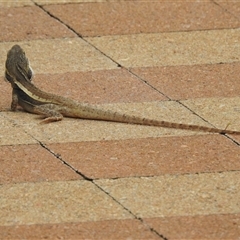 Tropicagama temporalis at suppressed - 7 Feb 2025 06:15 PM