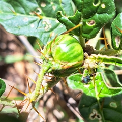 Solanum cinereum (Narrawa Burr) at Hackett, ACT - 16 Feb 2025 by abread111