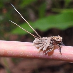 Unidentified Leafhopper or planthopper (Hemiptera, several families) at Jabiru, NT - 7 Feb 2025 by HelenCross