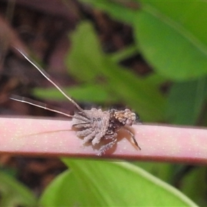 Fulgoroidea (superfamily) at Jabiru, NT - 7 Feb 2025 07:56 PM