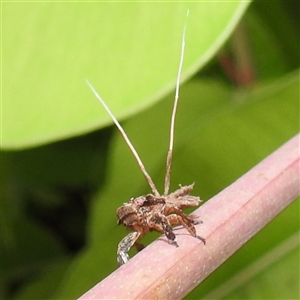 Fulgoroidea (superfamily) at Jabiru, NT - 7 Feb 2025 07:56 PM
