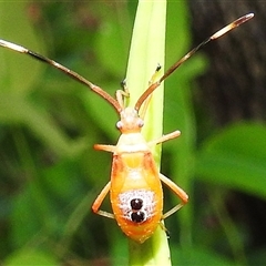 Unidentified True bug (Hemiptera, Heteroptera) at Jabiru, NT - 7 Feb 2025 by HelenCross