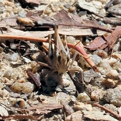 Oedaleus australis at Glenroy, NSW - 16 Feb 2025 by KylieWaldon