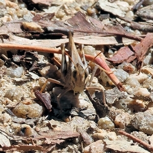 Unidentified Grasshopper (several families) at Glenroy, NSW - Today by KylieWaldon