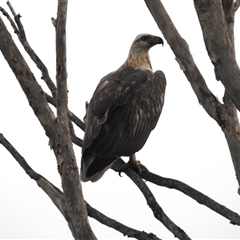 Haliaeetus leucogaster (White-bellied Sea-Eagle) at Kakadu, NT - 8 Feb 2025 by HelenCross