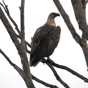 Haliaeetus leucogaster at Kakadu, NT - 8 Feb 2025 08:38 AM