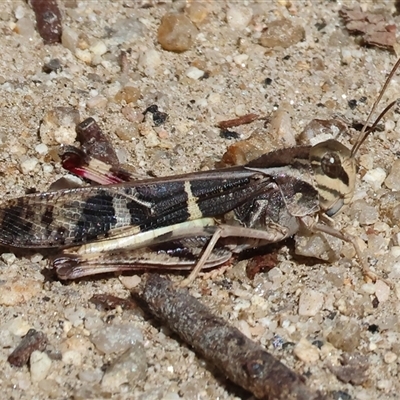 Gastrimargus musicus (Yellow-winged Locust or Grasshopper) at Glenroy, NSW - 16 Feb 2025 by KylieWaldon