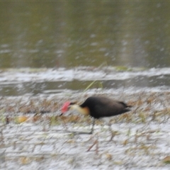 Irediparra gallinacea (Comb-crested Jacana) at Jabiru, NT - 8 Feb 2025 by HelenCross