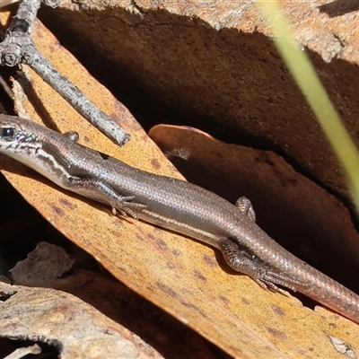 Morethia boulengeri (Boulenger's Skink) at Glenroy, NSW - 16 Feb 2025 by KylieWaldon