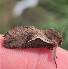 Elhamma australasiae (A Swift or Ghost moth (Hepialidae)) at Nerriga, NSW - 15 Feb 2025 by clarehoneydove