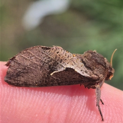 Elhamma australasiae (A Swift or Ghost moth (Hepialidae)) at Nerriga, NSW - 15 Feb 2025 by clarehoneydove