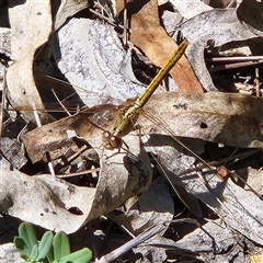 Diplacodes bipunctata (Wandering Percher) at Karabar, NSW - 16 Feb 2025 by NathanaelC