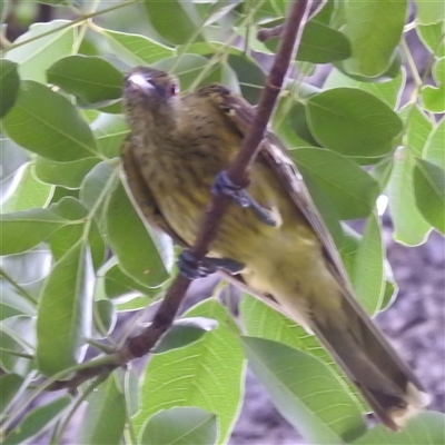 Oriolus flavocinctus (Yellow Oriole) at Jabiru, NT - 8 Feb 2025 by HelenCross