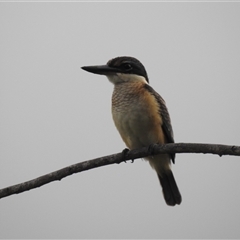 Todiramphus sanctus (Sacred Kingfisher) at Jabiru, NT - 8 Feb 2025 by HelenCross