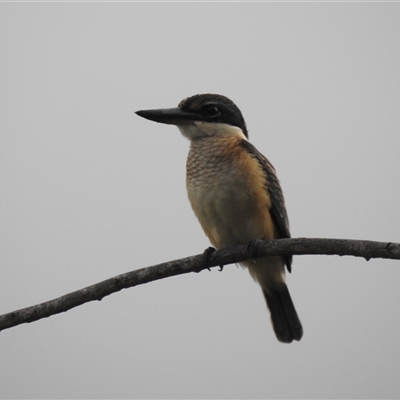 Todiramphus sanctus (Sacred Kingfisher) at Jabiru, NT - 8 Feb 2025 by HelenCross