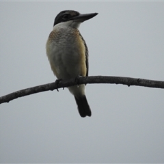 Todiramphus sanctus at Jabiru, NT - 8 Feb 2025 09:23 AM