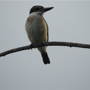 Todiramphus sanctus at Jabiru, NT - 8 Feb 2025 09:23 AM