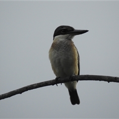 Todiramphus sanctus at Jabiru, NT - 8 Feb 2025 09:23 AM