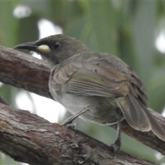 Stomiopera unicolor (White-gaped Honeyeater) at Jabiru, NT - 8 Feb 2025 by HelenCross