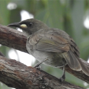 Stomiopera unicolor at Jabiru, NT - 8 Feb 2025 by HelenCross