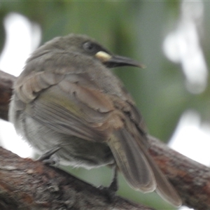 Stomiopera unicolor at Jabiru, NT - 8 Feb 2025 09:27 AM