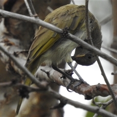 Unidentified Honeyeater at Jabiru, NT - 8 Feb 2025 by HelenCross