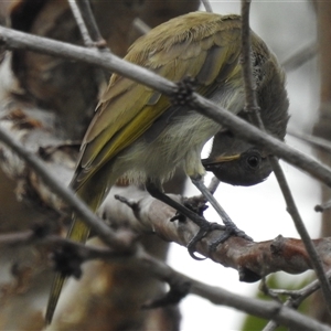 Lichmera indistincta (Brown Honeyeater) at Jabiru, NT - 8 Feb 2025 by HelenCross