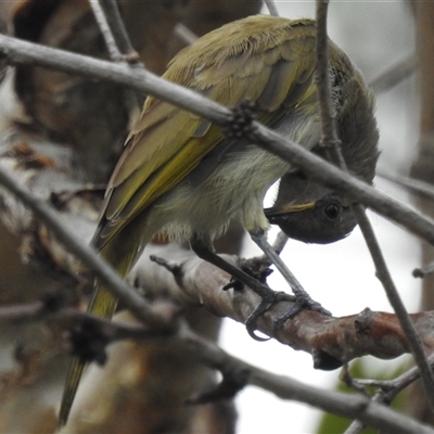 Unidentified Honeyeater at Jabiru, NT - 8 Feb 2025 by HelenCross