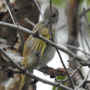 Lichmera indistincta at Jabiru, NT - 8 Feb 2025 09:28 AM