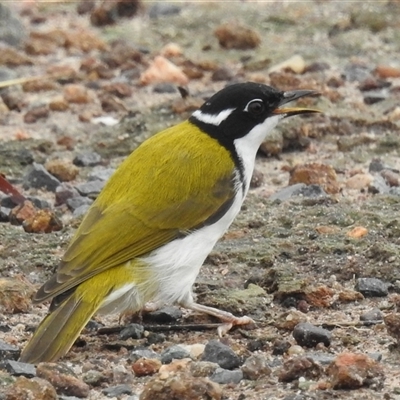 Melithreptus albogularis (White-throated Honeyeater) at Jabiru, NT - 8 Feb 2025 by HelenCross