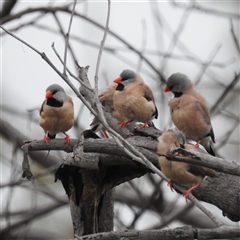 Poephila acuticauda (Long-tailed Finch) at Jabiru, NT - 8 Feb 2025 by HelenCross