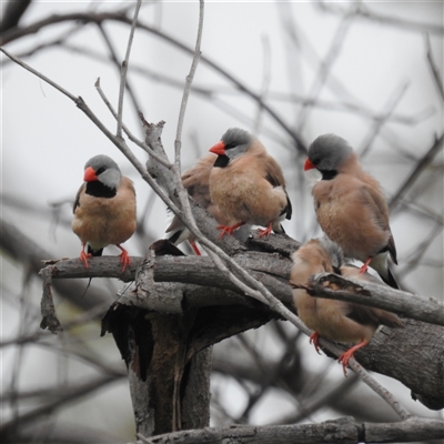 Poephila acuticauda (Long-tailed Finch) at Jabiru, NT - 8 Feb 2025 by HelenCross