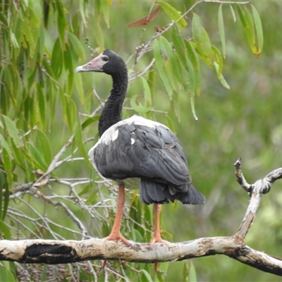 Anseranas semipalmata (Magpie Goose) at Jabiru, NT - 8 Feb 2025 by HelenCross