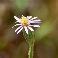 Vittadinia cuneata var. cuneata (Fuzzy New Holland Daisy) at Mongarlowe, NSW - 3 Feb 2025 by LisaH