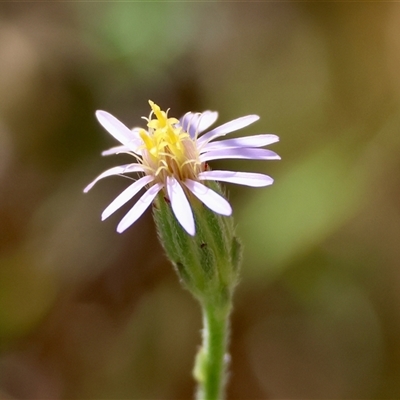 Vittadinia cuneata var. cuneata (Fuzzy New Holland Daisy) at Mongarlowe, NSW - 3 Feb 2025 by LisaH