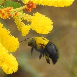 Xylocopa sp. at Jabiru, NT - 8 Feb 2025 11:20 AM