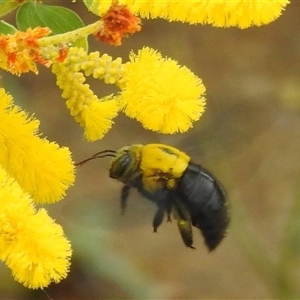 Xylocopa sp. at Jabiru, NT - 8 Feb 2025 by HelenCross