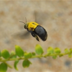 Xylocopa sp. at Jabiru, NT - 8 Feb 2025 11:20 AM
