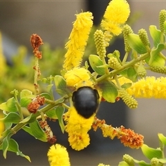 Xylocopa sp. at Jabiru, NT - 8 Feb 2025 11:20 AM