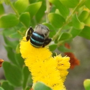 Amegilla sp. (genus) at Jabiru, NT - 8 Feb 2025 by HelenCross