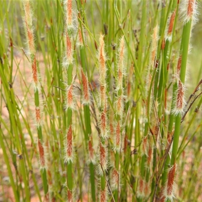 Unidentified Rush, Sedge or Mat Rush at Kakadu, NT - 8 Feb 2025 by HelenCross