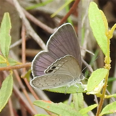 Unidentified Blue or Copper (Lycaenidae) at Kakadu, NT - 8 Feb 2025 by HelenCross