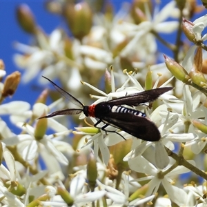 Hestiochora erythrota-tricolor-group at Mongarlowe, NSW - suppressed