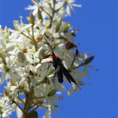 Hestiochora erythrota-tricolor-group at Mongarlowe, NSW - suppressed