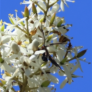 Hestiochora erythrota-tricolor-group at Mongarlowe, NSW - suppressed