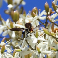 Hestiochora erythrota-tricolor-group at Mongarlowe, NSW - suppressed