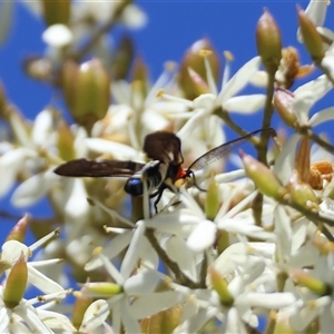 Hestiochora erythrota-tricolor-group at Mongarlowe, NSW - suppressed