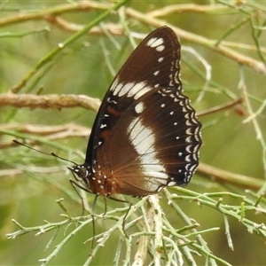 Unidentified Swallowtail (Papilionidae) at Kakadu, NT - 8 Feb 2025 by HelenCross